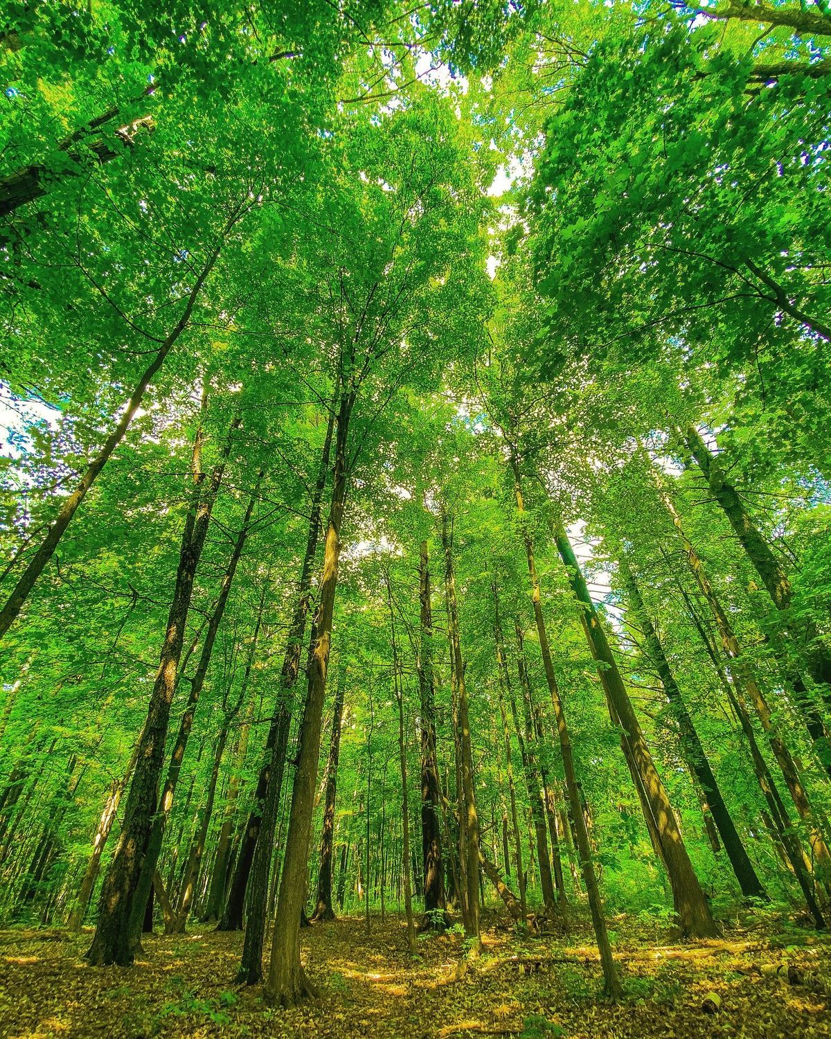 Environmental Conservation