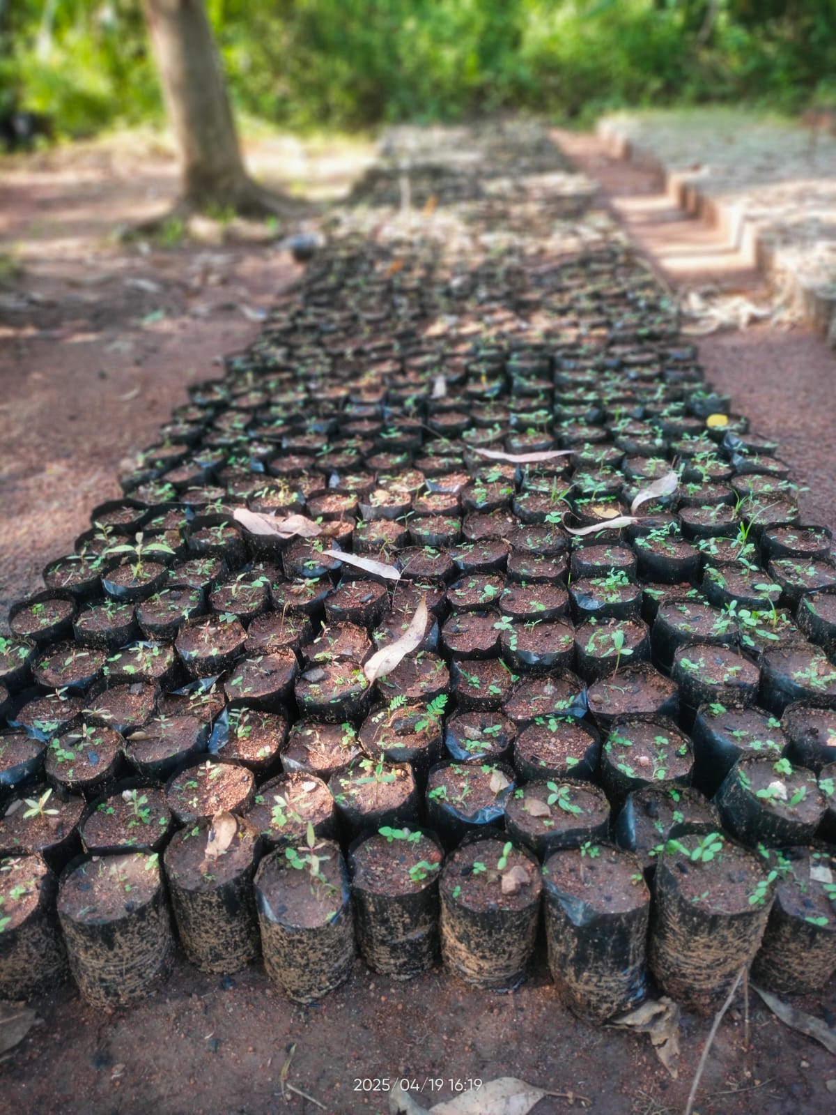 Tree Planting Initiative